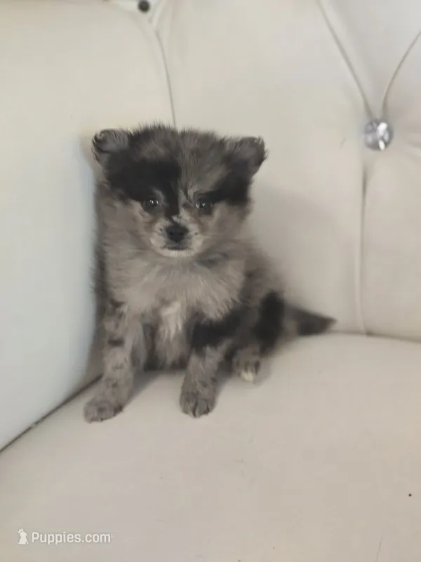 Blue – Pomeranian puppy for sale in Forney, TX