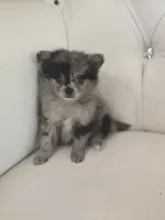 Blue, a female Pomeranian for sale in Forney, TX – 1 of 4