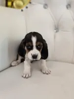 Bailey, a male Basset Hound for sale in Forney, TX – 3 of 4