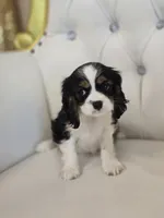 Charlie Brown, a male Cocker Spaniel for sale in Forney, TX – 3 of 4