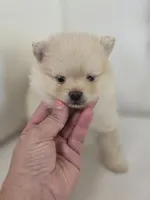 Bear, a female Pomeranian for sale in Forney, TX – 3 of 3