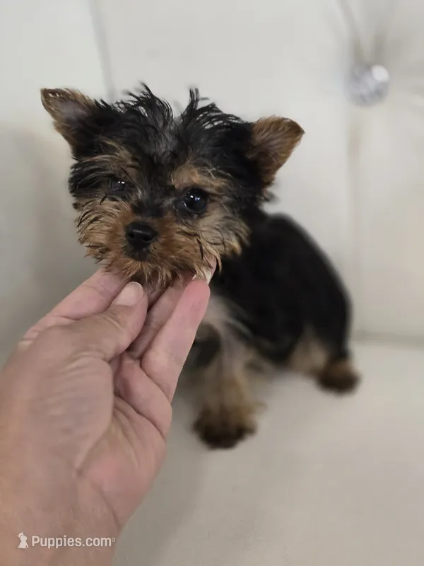 Tiny Sue – Yorkshire Terrier puppy for sale in Forney, TX