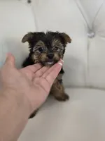 Minnie Mouse, a female Yorkshire Terrier for sale in Forney, TX – 3 of 5