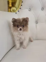 Lily, a female Pomeranian for sale in Forney, TX – 2 of 3