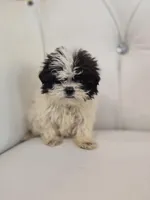 Maggie , a female Shih Tzu for sale in Forney, TX – Photo 3 of 4