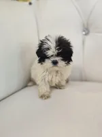 Maggie , a female Shih Tzu for sale in Forney, TX – Photo 4 of 4