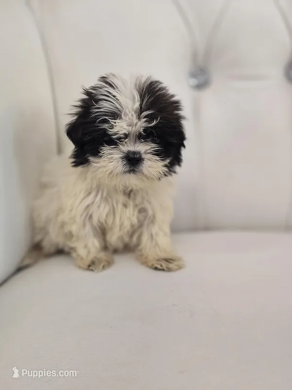 Maggie  – Shih Tzu puppy for sale in Forney, TX