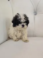 Maggie , a female Shih Tzu for sale in Forney, TX – Photo 2 of 4