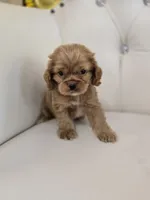 Ozzy, a male Cocker Spaniel for sale in Forney, TX – 5 of 5