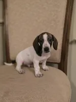 Bam Bam, a male Miniature Dachshund for sale in Forney, TX – 4 of 4