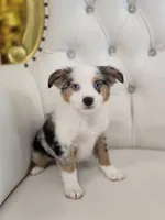 Princess, a female Miniature Australian Shepherd for sale in Forney, TX – 5 of 5