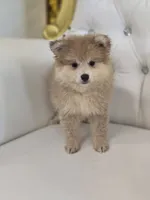 Buddy, a male Pomeranian for sale in Forney, TX – 1 of 4