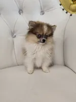 Macy, a female Pomeranian for sale in Forney, TX – 2 of 5