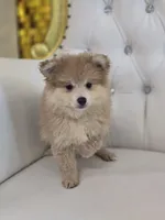 Buddy, a male Pomeranian for sale in Forney, TX – 4 of 4