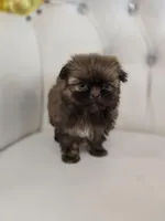 Cocoa, a female Shih Tzu for sale in Forney, TX – Photo 1 of 5