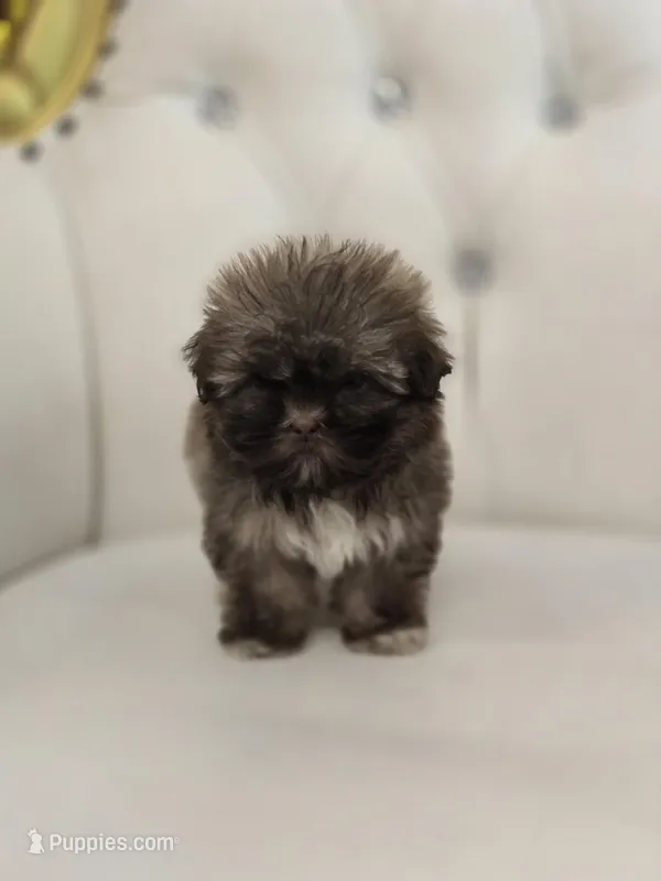 Cocoa – Shih Tzu puppy for sale in Forney, TX