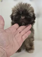 Cocoa, a female Shih Tzu for sale in Forney, TX – 3 of 4