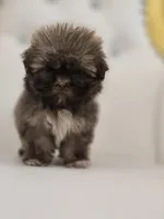 Cocoa, a female Shih Tzu for sale in Forney, TX – 4 of 4