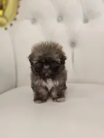 Cocoa, a female Shih Tzu for sale in Forney, TX – 2 of 4