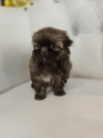 Cocoa, a female Shih Tzu for sale in Forney, TX – Photo 2 of 5