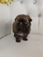 Cocoa, a female Shih Tzu for sale in Forney, TX – Photo 5 of 5