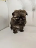 Cocoa, a female Shih Tzu for sale in Forney, TX – Photo 3 of 5