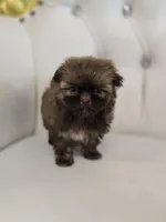 Cocoa, a female Shih Tzu for sale in Forney, TX – Photo 4 of 5