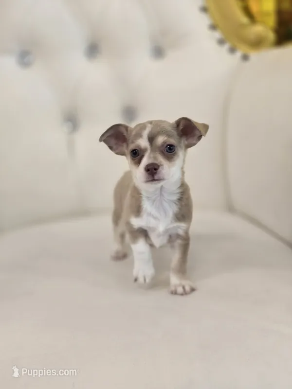 Lola – Chihuahua puppy for sale in Forney, TX