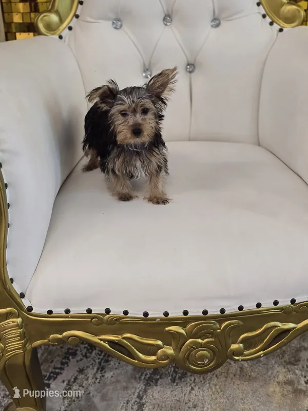 Spud – Yorkshire Terrier puppy for sale in Forney, TX