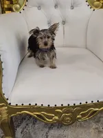 Spud, a male Yorkshire Terrier for sale in Forney, TX – 1 of 5