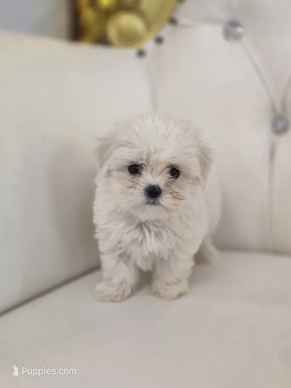 Snoopy – Maltese puppy for sale in Forney, TX