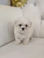 Snoopy, a male Maltese for sale in Forney, TX – 1 of 5