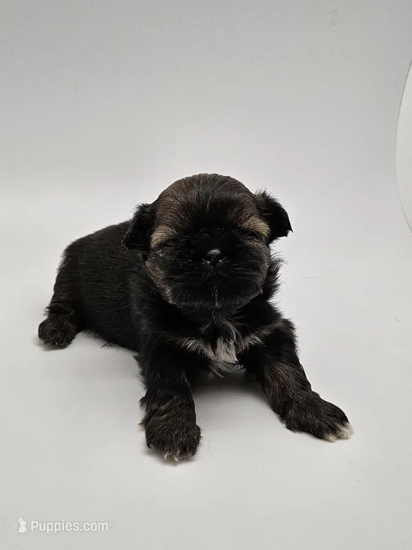 Einstein – Shih Tzu puppy for sale in Forney, TX