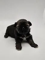 Einstein, a male Shih Tzu for sale in Forney, TX – 1 of 4