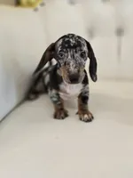 Jazzy, a female Miniature Dachshund for sale in Forney, TX – 4 of 6