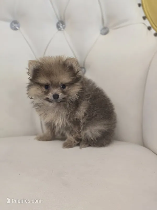 Bear – Pomeranian puppy for sale in Forney, TX