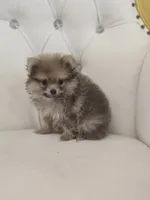 Bear, a male Pomeranian for sale in Forney, TX – 2 of 6