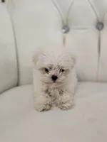 Tiny Tim, a male Maltese for sale in Forney, TX – 4 of 4