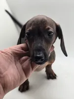 Bruno, a male Miniature Dachshund for sale in Forney, TX – 2 of 6