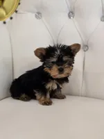 Tiny Tim, a male Yorkshire Terrier for sale in Forney, TX – Photo 4 of 4