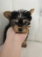 Tiny Tim, a male Yorkshire Terrier for sale in Forney, TX – Photo 3 of 4