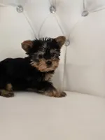 Tiny Tim, a male Yorkshire Terrier for sale in Forney, TX – Photo 2 of 4