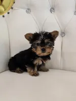 Tiny Tim, a male Yorkshire Terrier for sale in Forney, TX – Photo 1 of 4