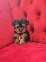Fizz, a male Yorkshire Terrier for sale in Forney, TX – Photo 2 of 4