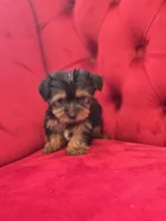Fizz, a male Yorkshire Terrier for sale in Forney, TX – Photo 3 of 4