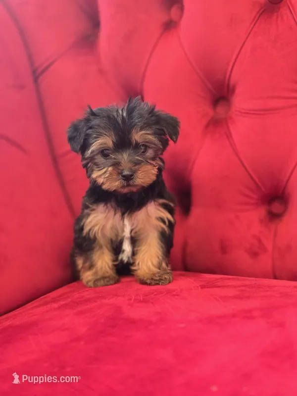 Fizz – Yorkshire Terrier puppy for sale in Forney, TX