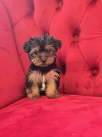 Fizz, a male Yorkshire Terrier for sale in Forney, TX – Photo 1 of 4