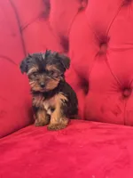 Fizz, a male Yorkshire Terrier for sale in Forney, TX – Photo 4 of 4