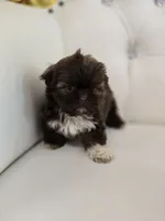 Hershey, a male Shih Tzu for sale in Forney, TX – 4 of 5