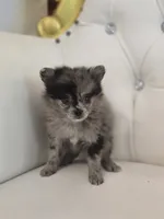 Blue, a female Pomeranian for sale in Forney, TX – 2 of 4